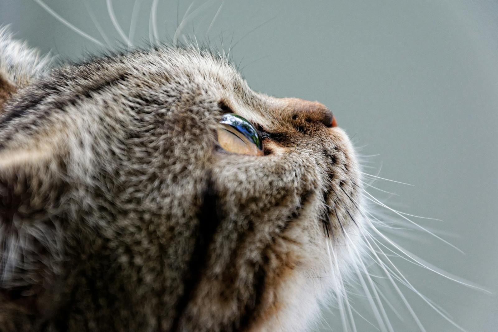 Detailed close-up of a tabby cat looking upwards, capturing its whiskers and fur texture.