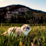 A beautiful Ragdoll cat wanders through picturesque countryside with mountains in the background.