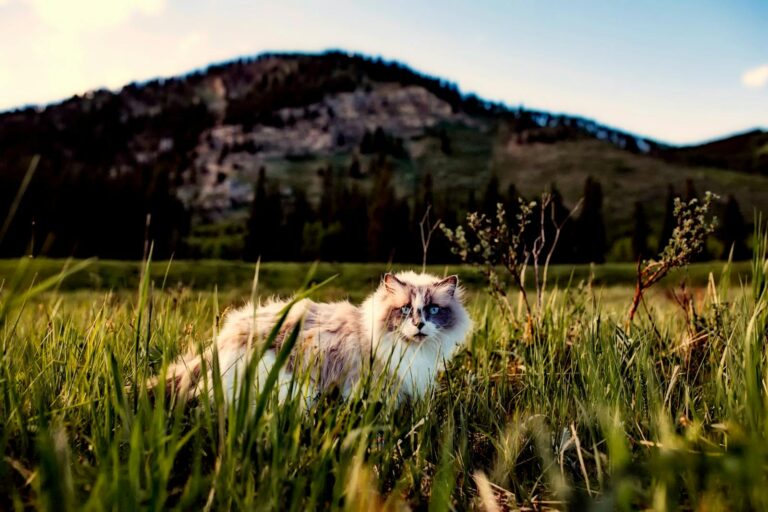 A beautiful Ragdoll cat wanders through picturesque countryside with mountains in the background.
