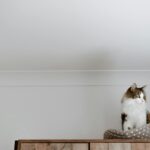 From below of cute fluffy cat sitting on cozy bed near white wall while looking away in house