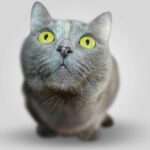 Adorable close-up of a curious gray domestic cat with yellow eyes.