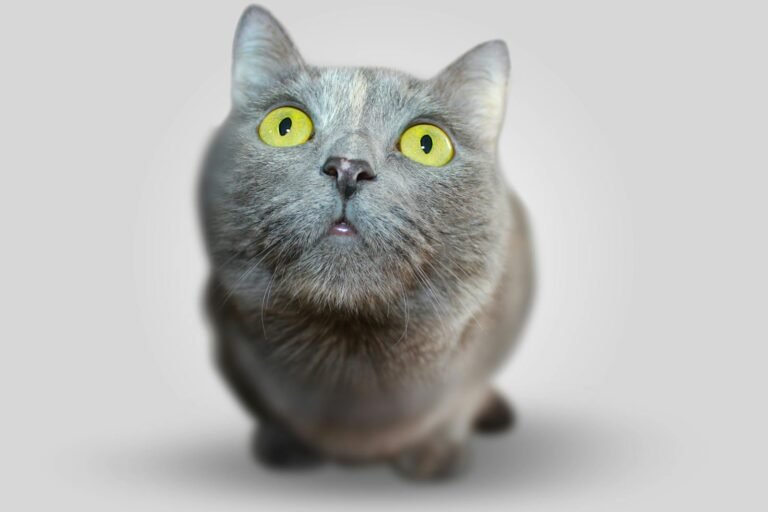 Adorable close-up of a curious gray domestic cat with yellow eyes.