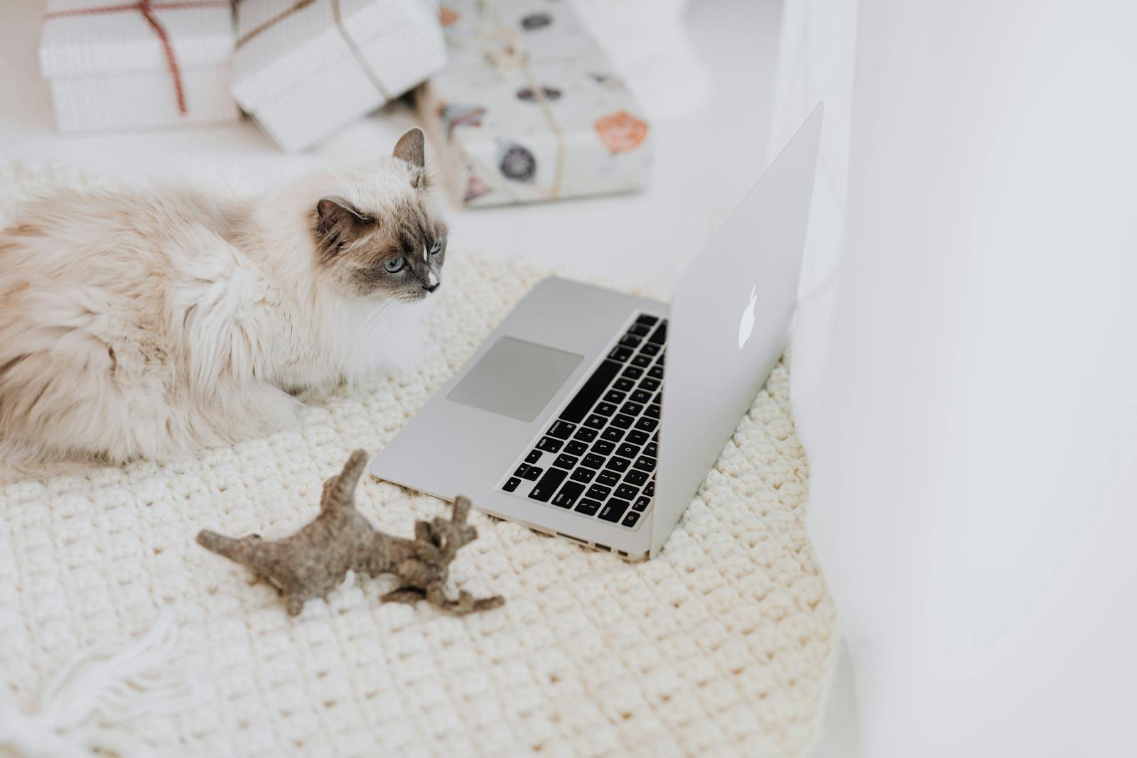 Fluffy Ragdoll cat lying beside a laptop, wrapped gifts in background.