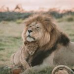 brown lion lying on green grass during daytime