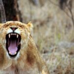 A fierce lioness roaring in the wild savanna, showcasing her strength and dominance.