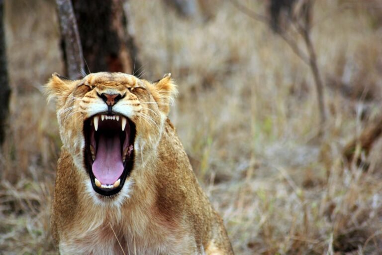 A fierce lioness roaring in the wild savanna, showcasing her strength and dominance.