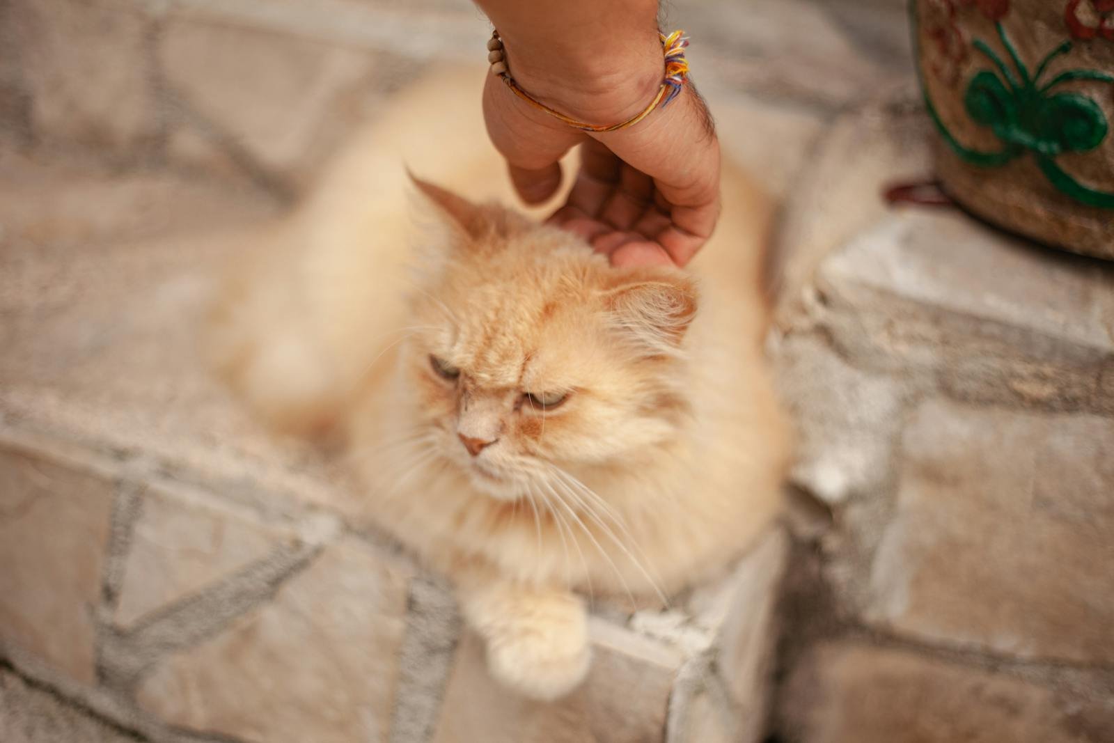 A fluffy ginger Persian cat being gently pet on stone steps, exuding cuteness.