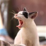 Close-up of a yawning black and white kitten captured in soft, indoor lighting.