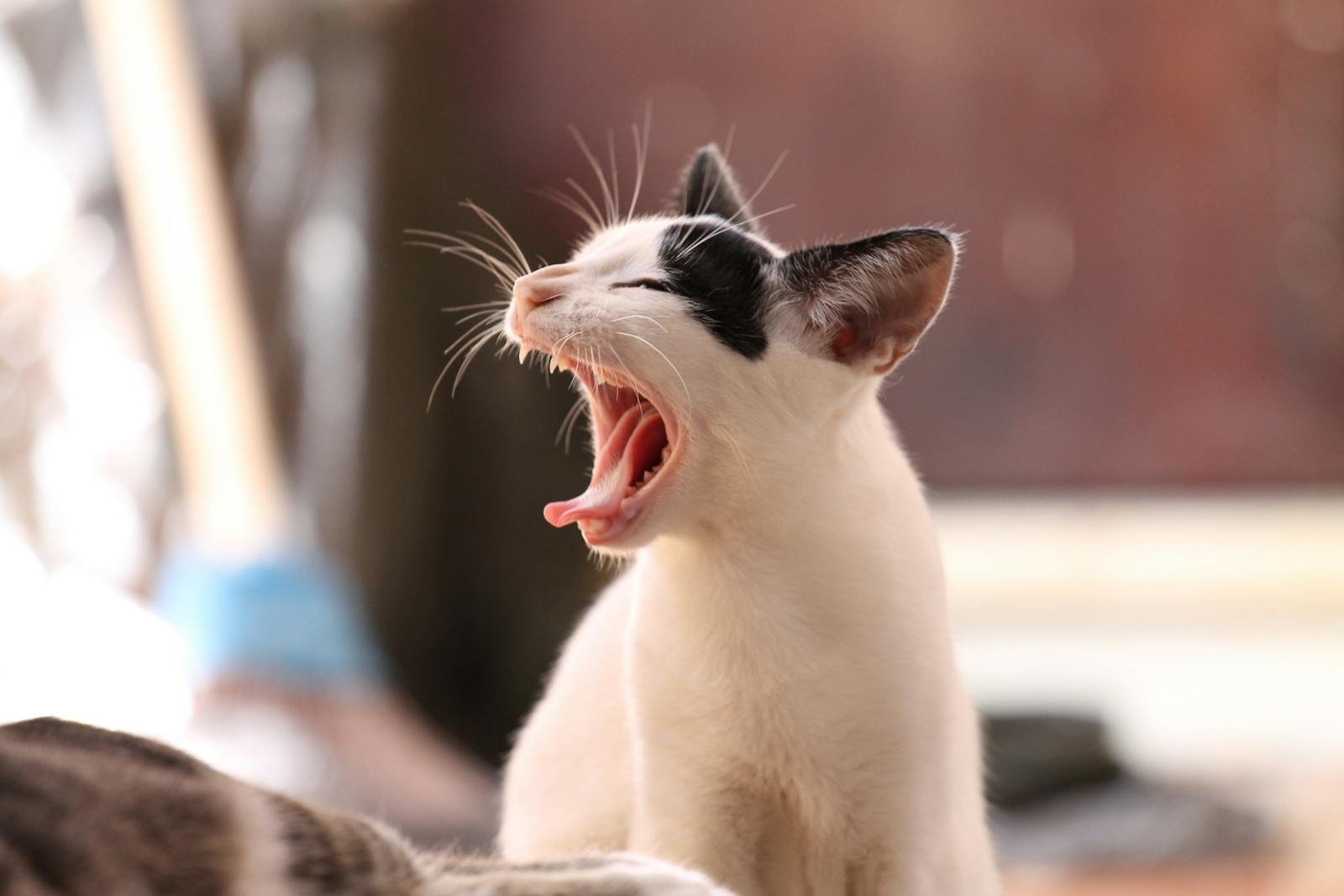 Close-up of a yawning black and white kitten captured in soft, indoor lighting.