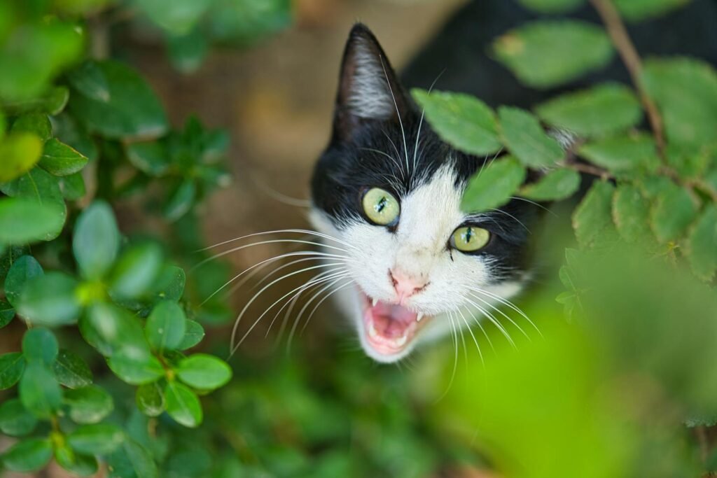 Playful black and white cat peeking through lush green leaves, showcasing its curious nature.
