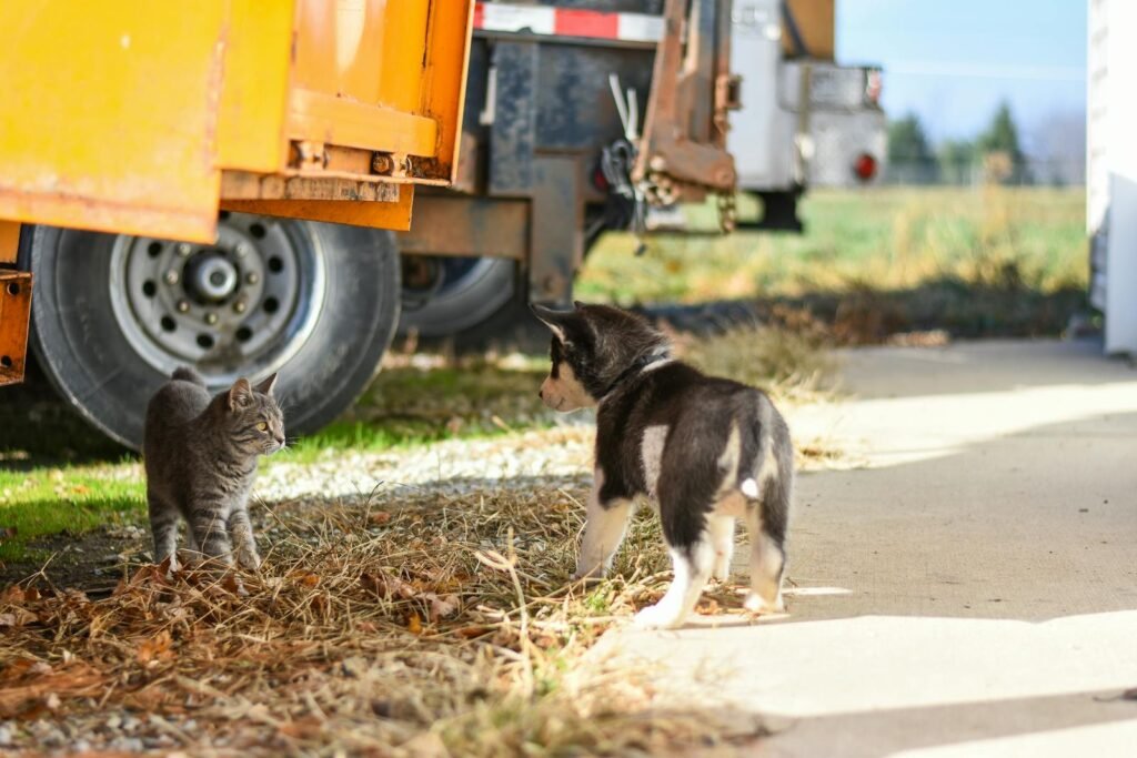 A Siberian Husky puppy meets a curious cat outdoors near a rustic setting.