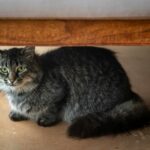 Adorable tabby cat with long fur hiding under a bed, gazing curiously.