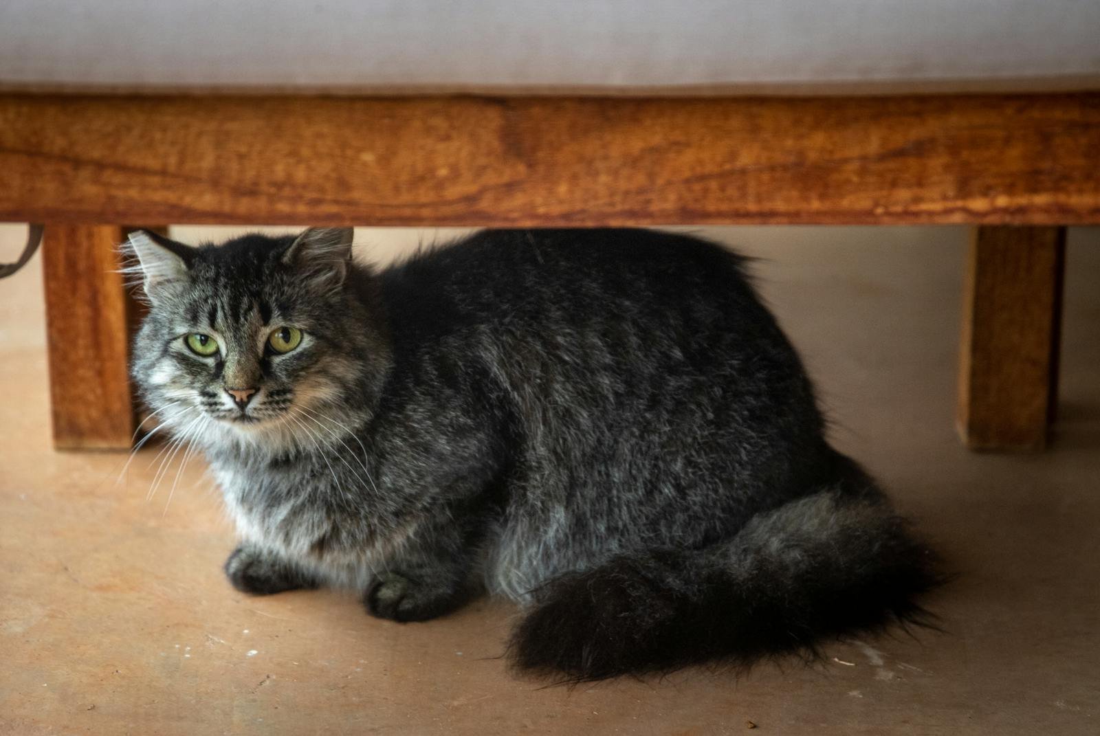 Adorable tabby cat with long fur hiding under a bed, gazing curiously.