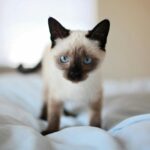 Close-up of a cute Siamese kitten with blue eyes on a bed, showcasing its adorable features.