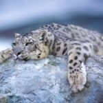 a snow leopard laying on top of a rock