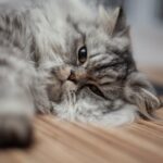 a grey cat laying on a wooden floor