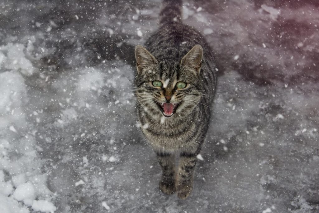 A tabby cat standing on snowy ground, captured in Skopje during a winter snowfall.