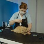 A skilled pet groomer trims the fur of a calm tabby cat on a grooming table.
