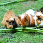 Three cute guinea pigs enjoying fresh green stalks on the grass in a lush outdoor setting.