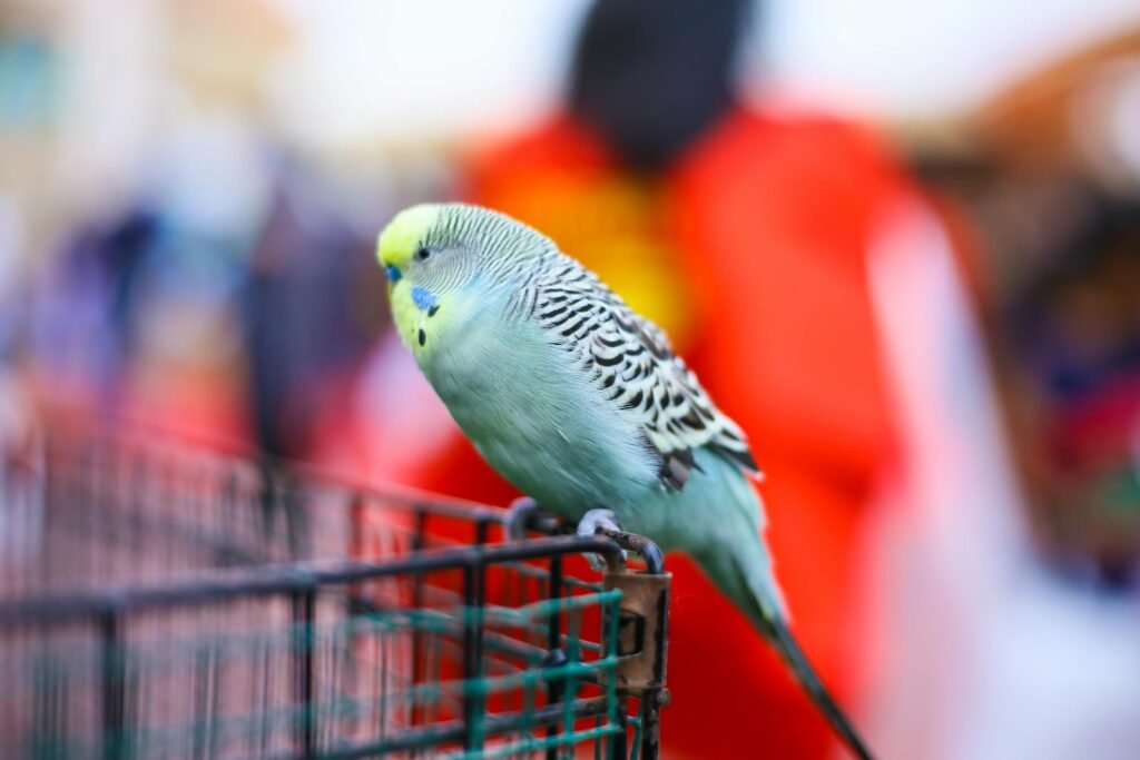 Colorful budgerigar resting on a cage with a vivid background, showcasing its unique feather patterns.