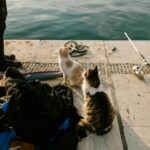 Two curious cats observing fishing activities on a dock by the water.