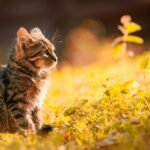 A tranquil scene of a tabby kitten basking in the warm sunlight in a lush meadow.