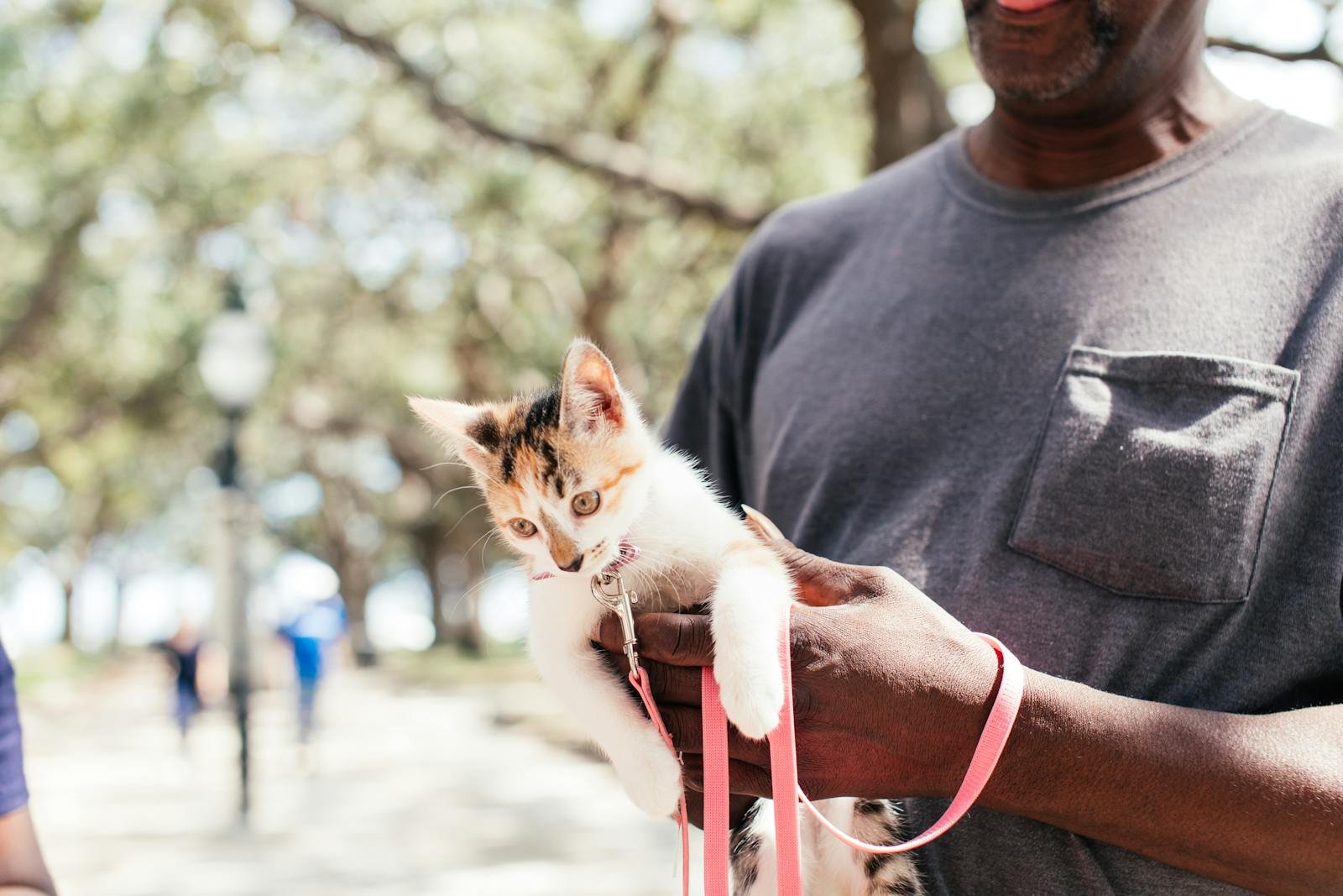 A man lovingly holds a kitten in a harness while walking outdoors.