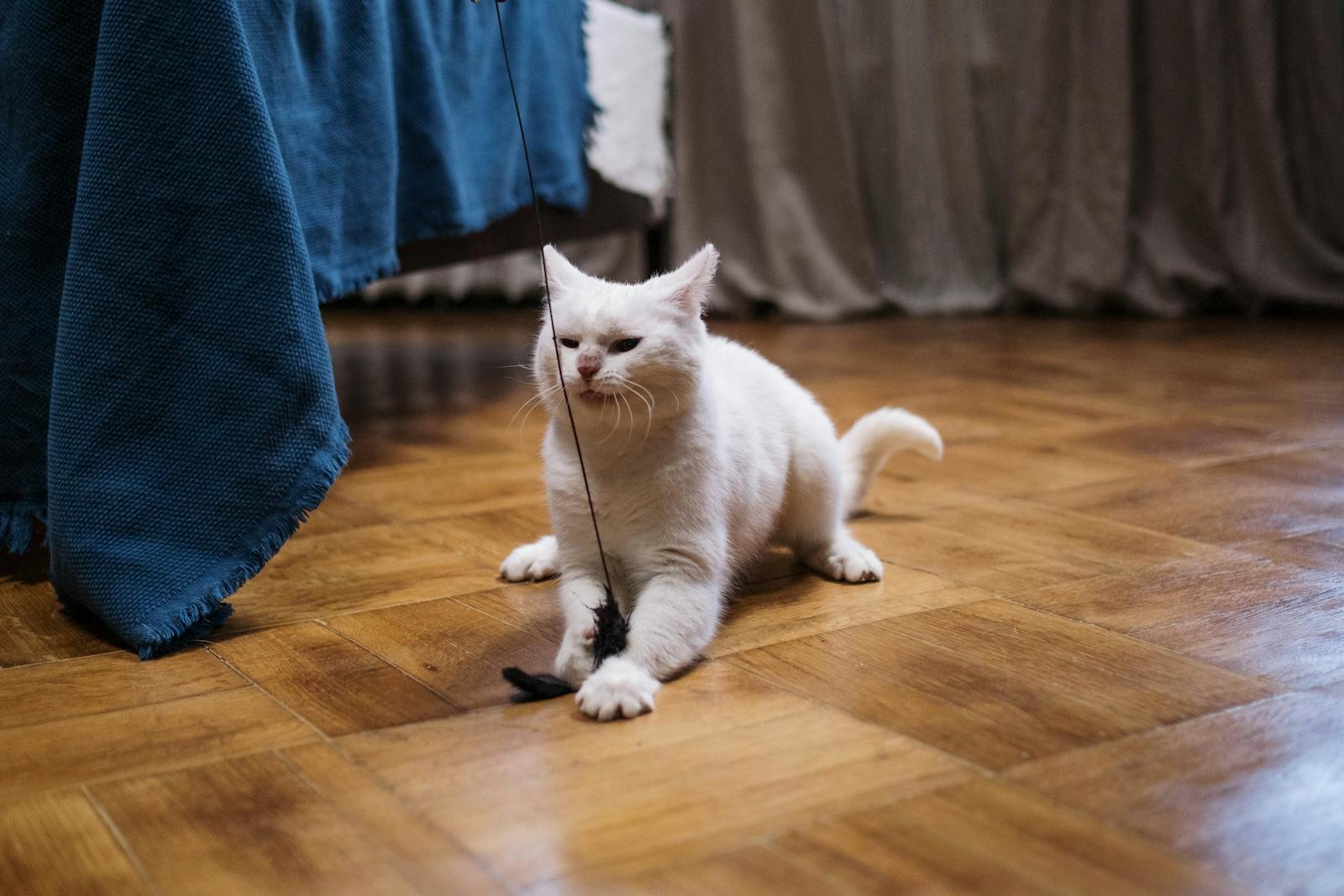 A cute white cat playing with a toy on a hardwood floor next to a bed.