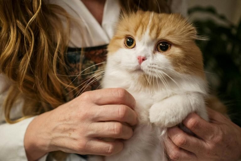 A cute Scottish Fold cat with orange and white fur snuggled in a woman's arms, indoors.