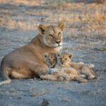 A serene image of a lioness cuddling with her cubs in the Tanzanian savanna, showcasing wildlife intimacy.
