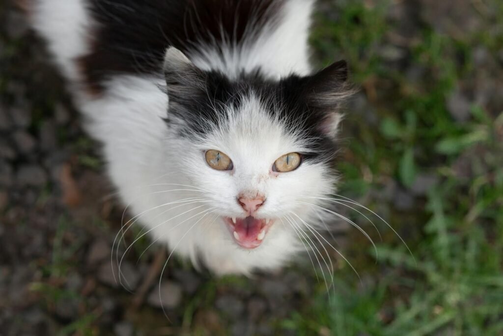 A black and white cat with striking eyes photographed outdoors with greenery.