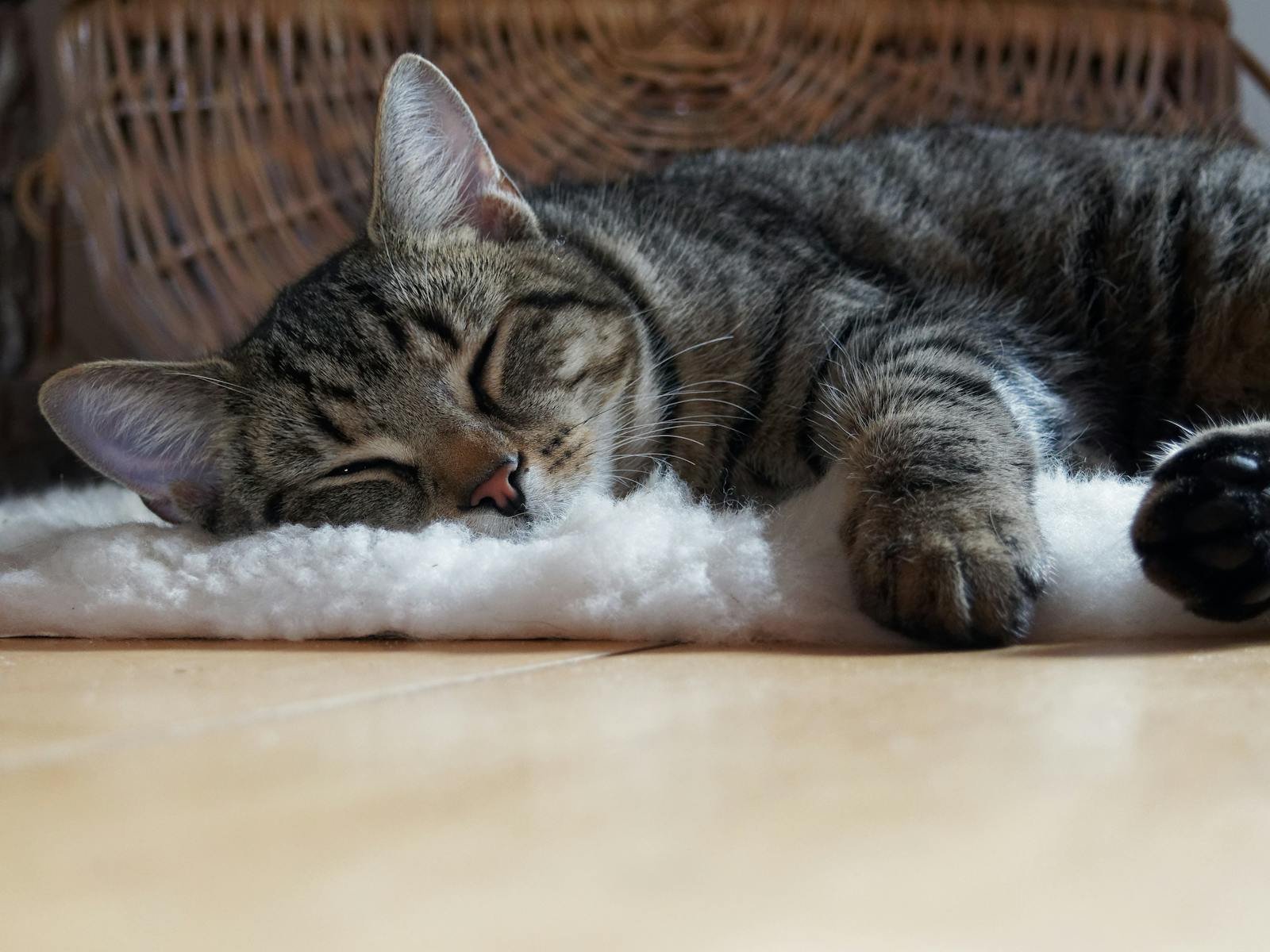 A peaceful tabby cat sleeping on a fluffy white rug indoors on a sunny day.