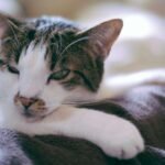 A serene tabby cat lying comfortably on a soft blanket, exuding tranquility and warmth.