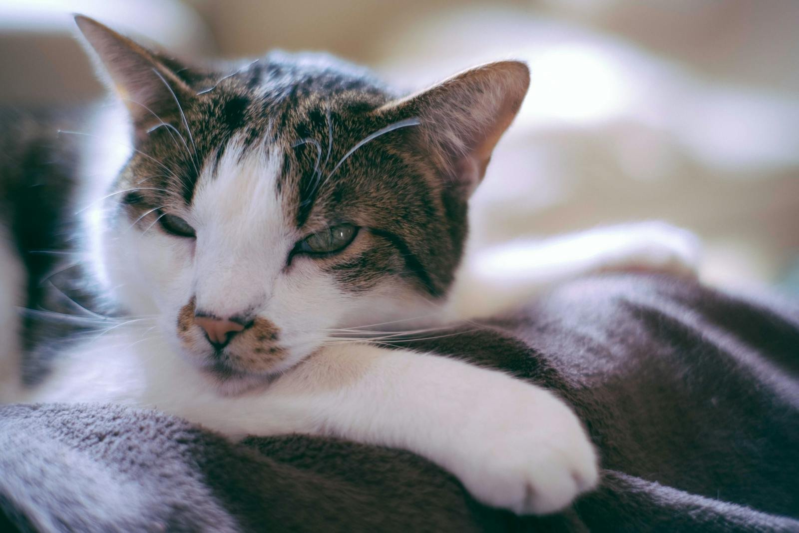 A serene tabby cat lying comfortably on a soft blanket, exuding tranquility and warmth.