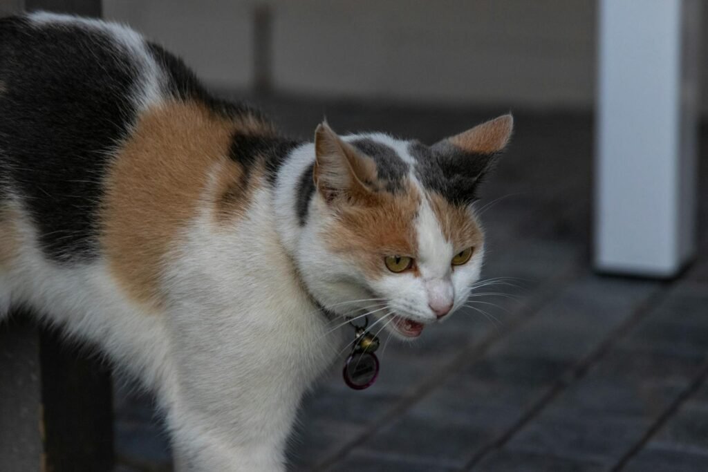 A detailed shot of a calico cat with distinct fur patterns, captured outdoors.