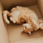 Cute ginger tabby kitten playfully lying on its back in a cardboard box indoors.