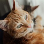 A cozy ginger tabby cat rests near a window, showcasing its pensive look.