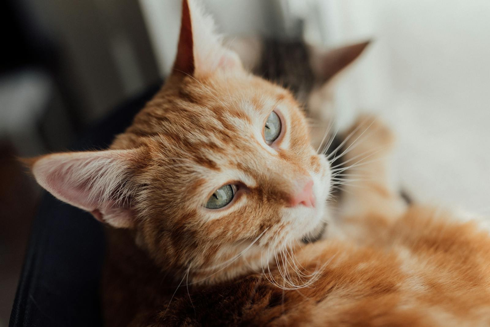 A cozy ginger tabby cat rests near a window, showcasing its pensive look.