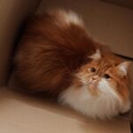 Adorable Persian cat lounging in a cardboard box, exuding warmth and coziness.