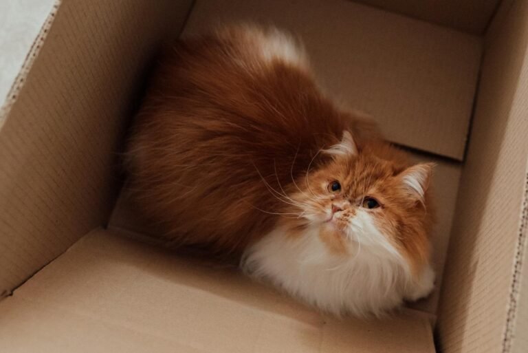 Adorable Persian cat lounging in a cardboard box, exuding warmth and coziness.