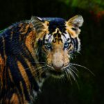 Close-up of a Bengal tiger with fierce blue eyes, showcasing its stunning stripes in a natural habitat.