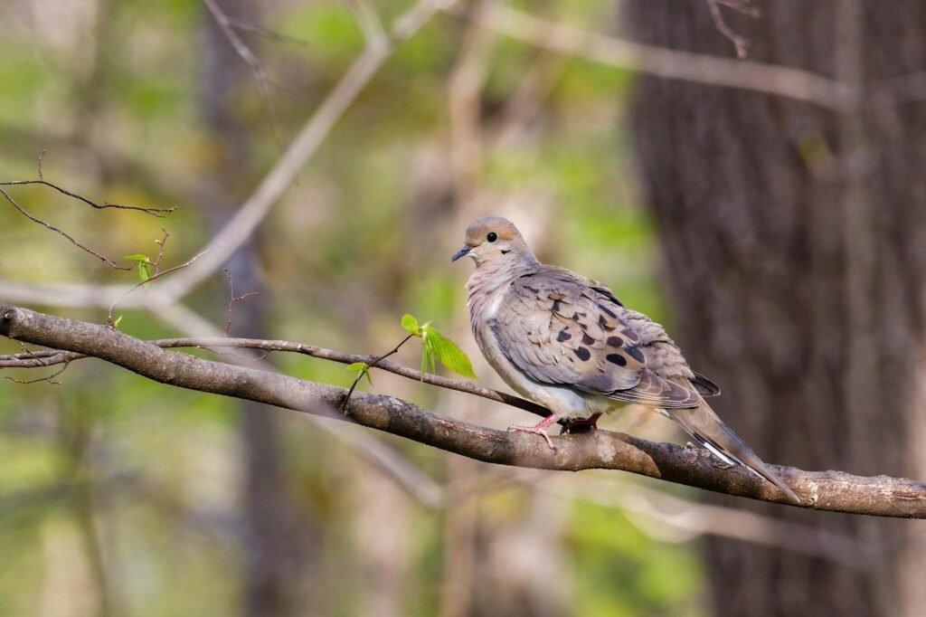 Close-up of a mourning dove perched on a tree branch surrounded by fresh spring foliage.