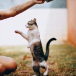 A playful cat stands on hind legs interacting with a person in a backyard setting.