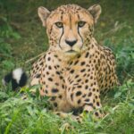 Cheetah lying on green grass ground during daytime