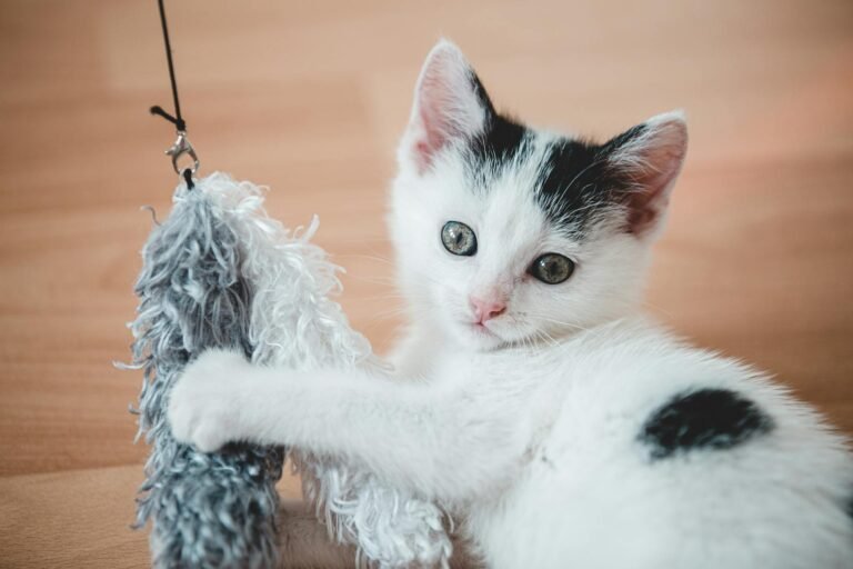 Cute black and white kitten playing with a toy in a cozy indoor setting.