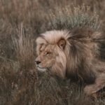 A powerful lion prowling through the grasslands, showcasing its majestic mane.