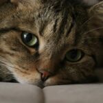 Adorable tabby cat with green eyes resting indoors, showcasing its charming fur and whiskers.