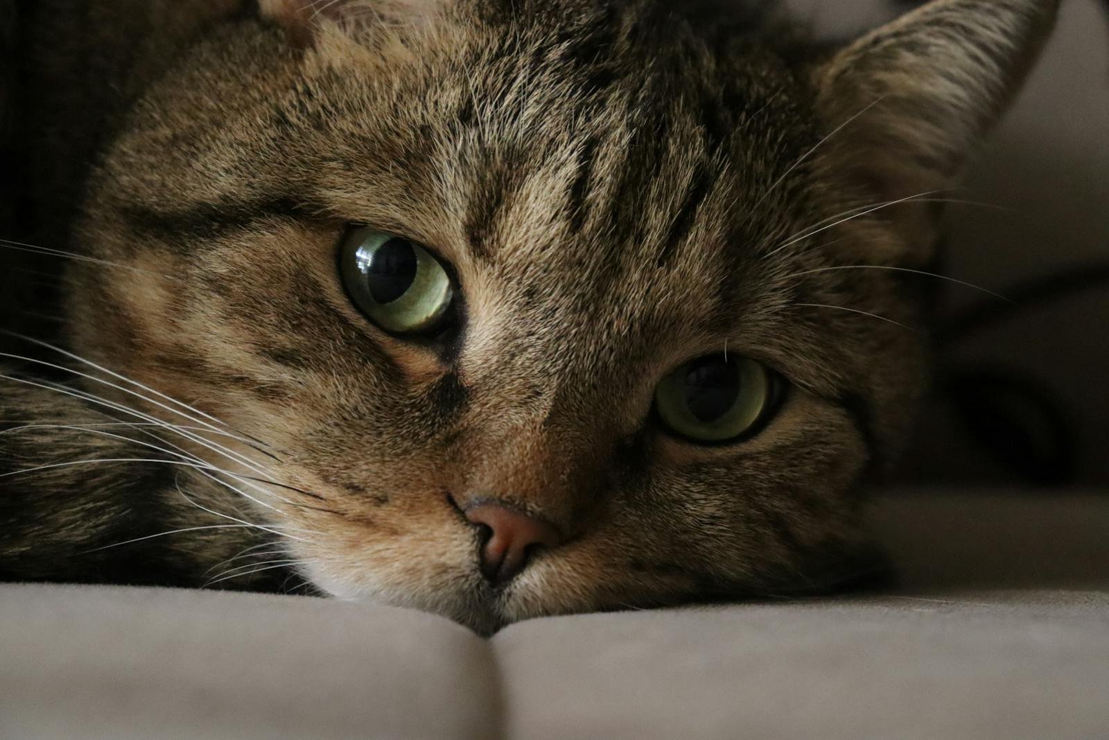 Adorable tabby cat with green eyes resting indoors, showcasing its charming fur and whiskers.