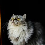 A majestic gray Persian cat with fluffy fur looks upward, set against a dark background.