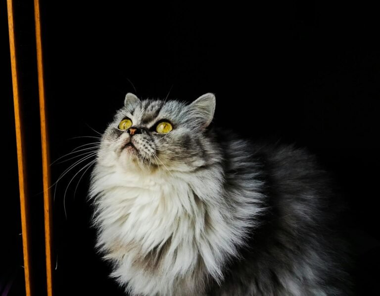 A majestic gray Persian cat with fluffy fur looks upward, set against a dark background.